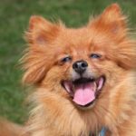 Dog with its tongue out and teeth showing