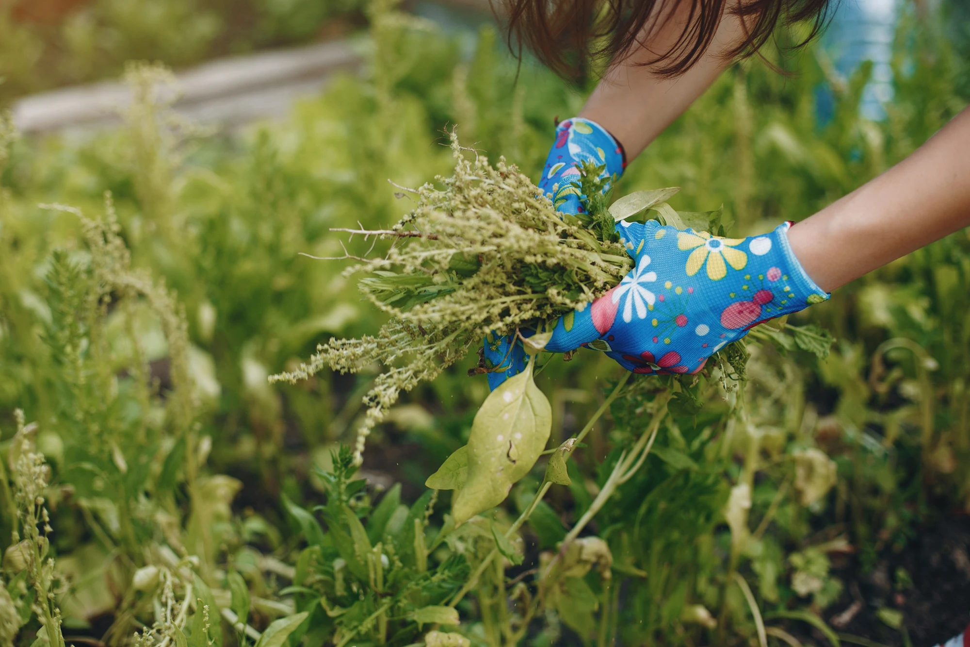 Can Weeds Help Prevent Tooth Decay