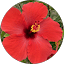 shafulton Avatar