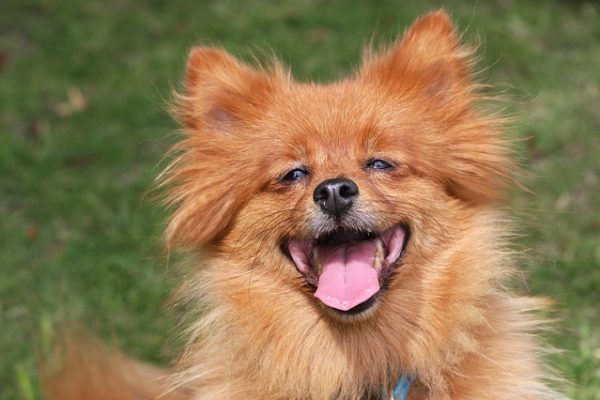 Dog with its tongue out and teeth showing